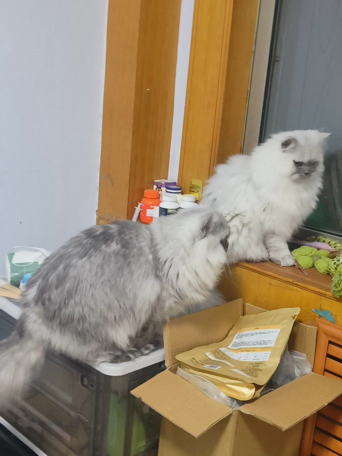 路斯猫咪零食罐/妙鲜包