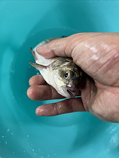 水库的野生鲫鱼果然味道很赞