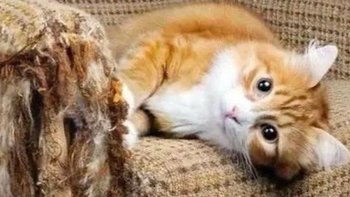 你的猫咪为什么总爱抓烂家里的沙发？不是调皮捣蛋，而是这些原因！ 