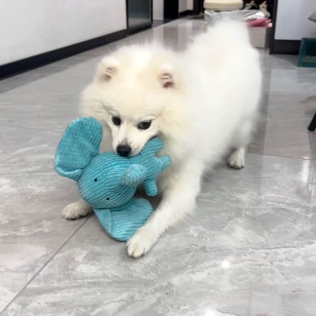 狗狗超爱的毛绒发声玩具