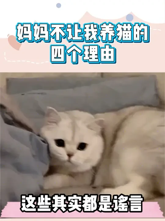 你妈还不让你养猫嘛？ #新手养猫 #科学养宠攻略 #猫粮推荐 #猫粮