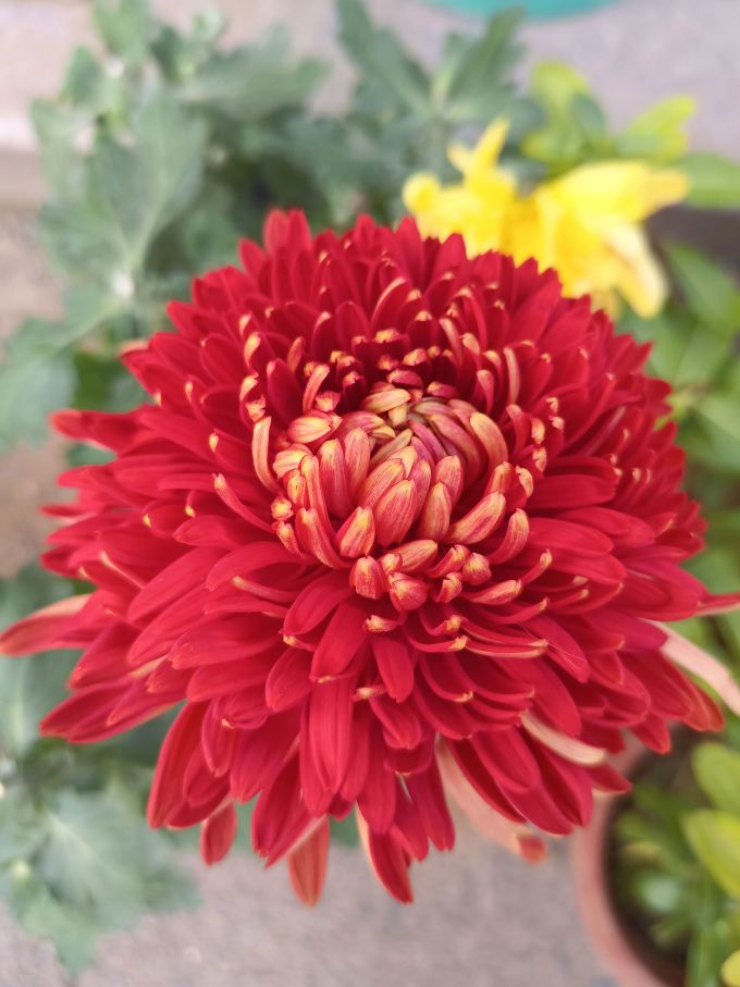 惊艳这是什么品种的菊花