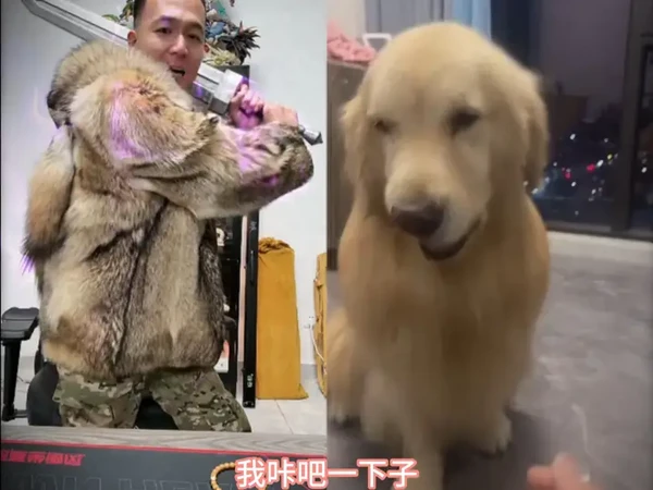 潘宏宠物羊奶粉 #潘宏 #潘宏爱玩狗 #宠物营养 #狗狗 #宠物羊奶粉
