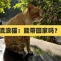 流浪猫攻略丨流浪猫为什么不建议养?