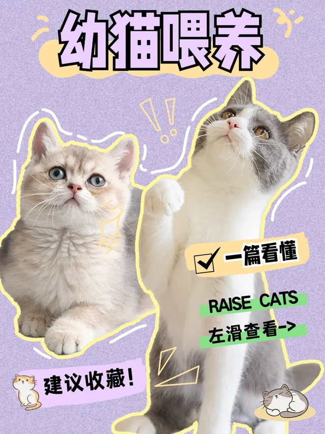 叮！你有一则幼猫喂养攻略，请查收！