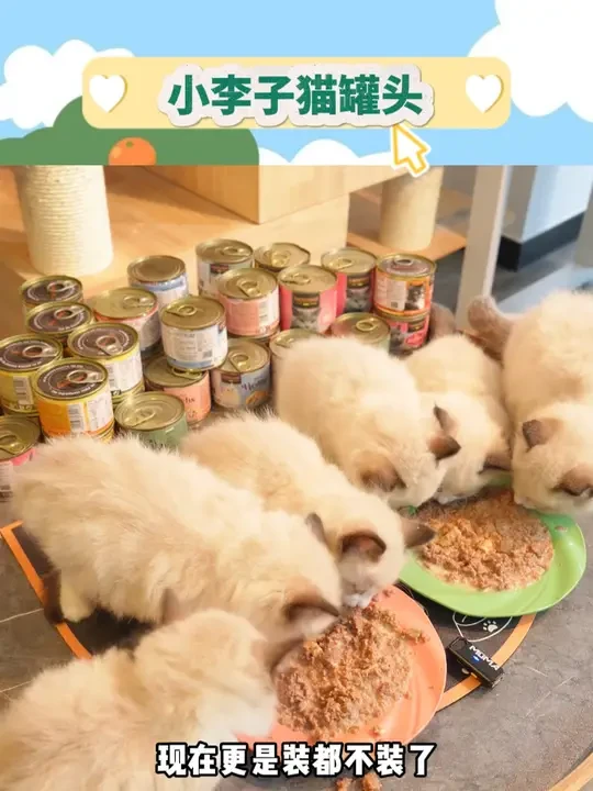 小李子不装了，我摊牌了，主食罐选我准没错 #铲屎官日记  #小李子LEONARDO宠物食品旗舰店  #快赶紧拿给猫猫吃吧  #猫罐头 #养猫人