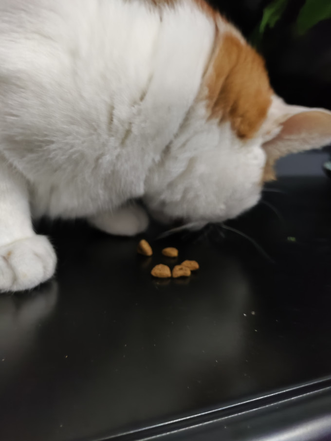 醇粹猫咪干粮