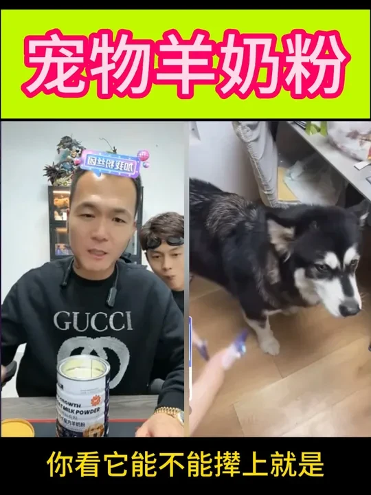 狗子营养不良，营养跟不上，怎么喂都吃不胖的 喂点宠物羊奶粉，对狗好一点！