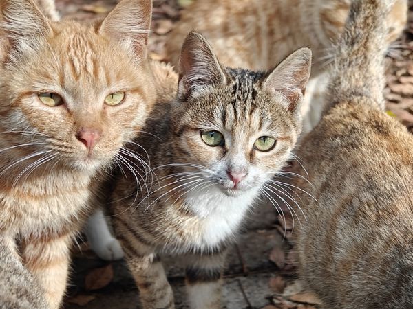 可爱的流浪猫，垃圾桶旁边可爱的流浪猫，能喂就喂下去吧