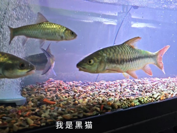 这是一个悲伤的故事，好在最后有一个完整的结局... #水族  养鱼