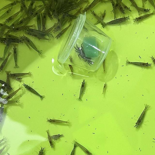 想试试小米鱼缸的极限——又买了300只黑壳虾