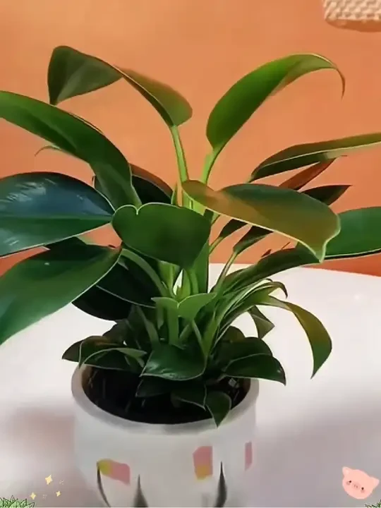 #大叶金钻绿公主 #花花草草 #爱生活爱养花 #花卉绿植 #室内盆栽