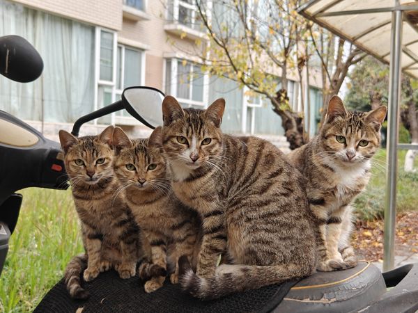 流浪猫咪就爱蹲在电单车座位上，你们楼下也有同款吧？