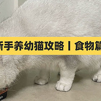 新手养猫丨幼猫除了猫粮还可以吃什么?