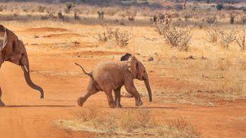 非洲四国之博兹瓦纳篇：被视为非洲最好玩的国家之一，拥有世界最大的内陆三角洲 