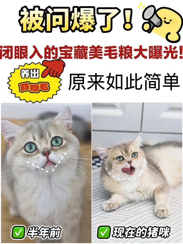 被问爆了！闭眼入的宝藏美毛粮大曝光！