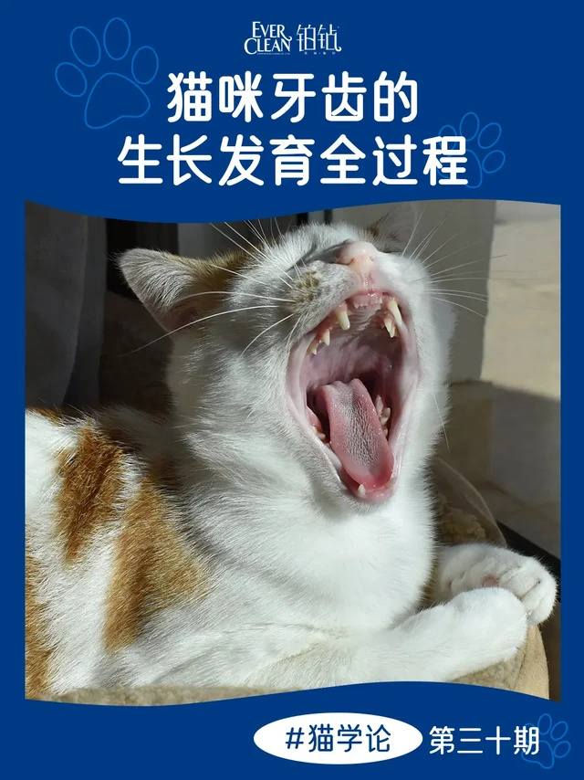 铲屎官必知！猫咪牙齿的生长发育全过程