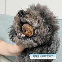 狗狗食谱｜狗狗可以吃栗子🌰吗？