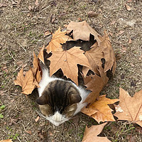 捕获一只浑身盖满枫叶🍁的刺猬猫～