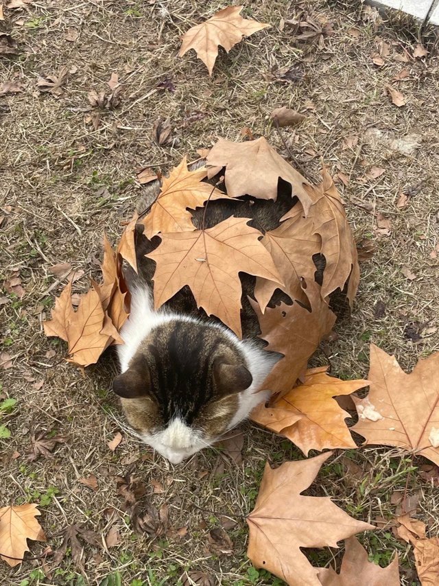 捕获一只浑身盖满枫叶🍁的刺猬猫～