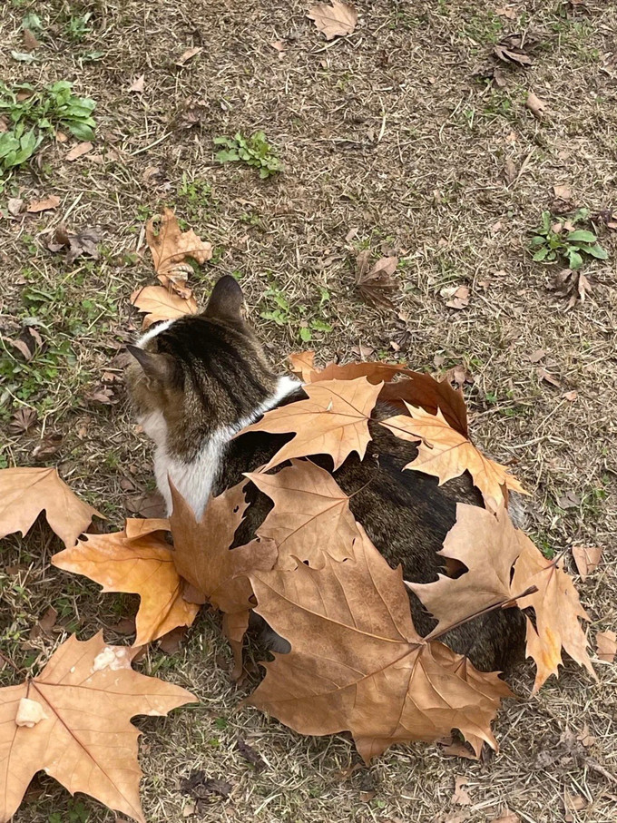 刺猬猫文风图片