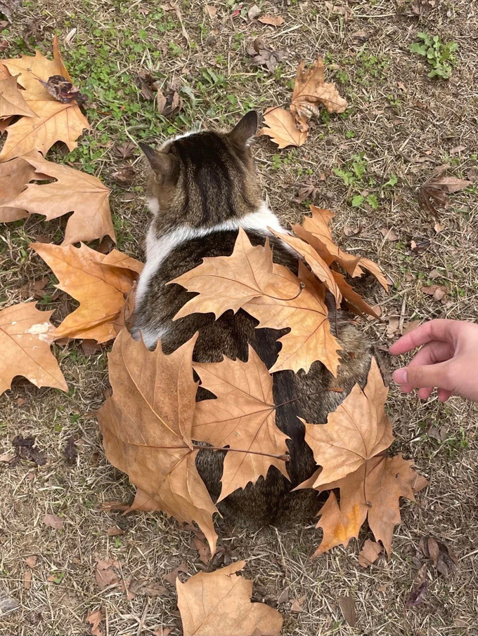 刺猬猫文风图片