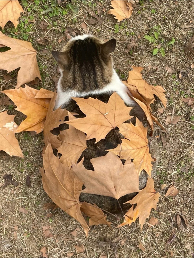 刺猬猫文风图片