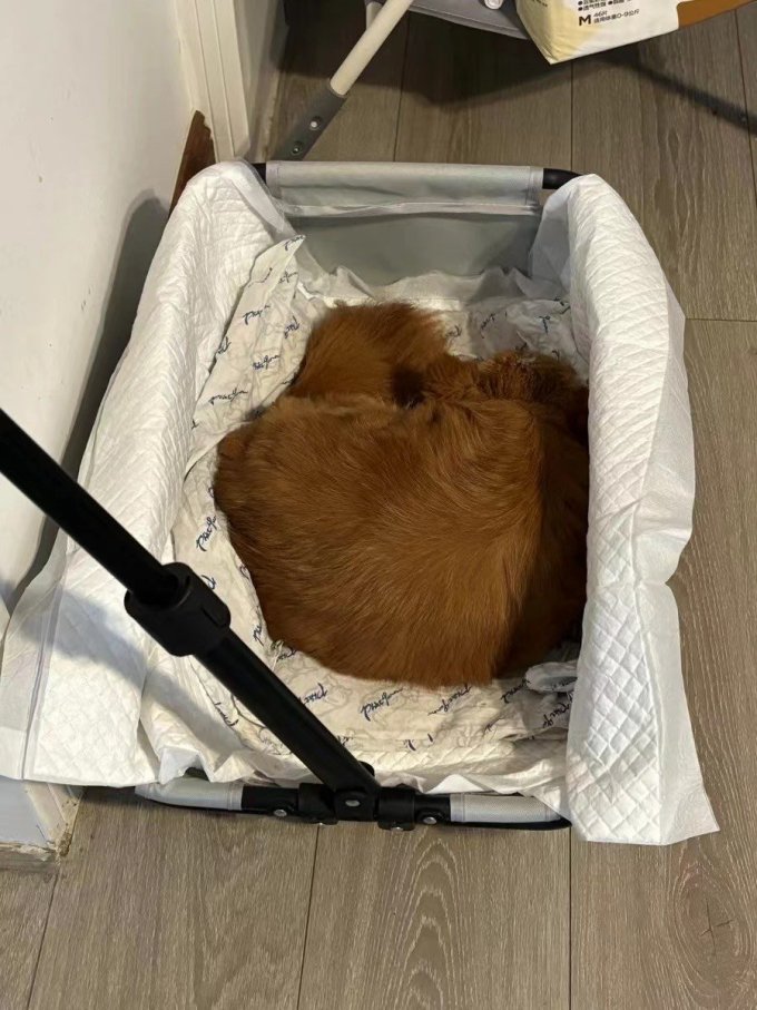 其他宠物出行装备