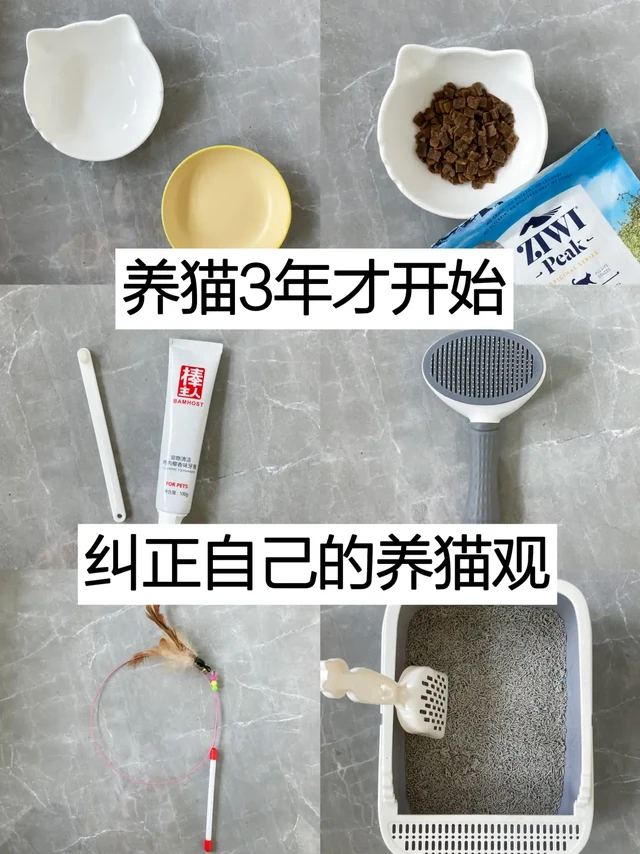 养猫五年了，才开始纠正自己的养猫观！