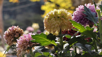 年年岁岁花相似，岁岁年年人不同 