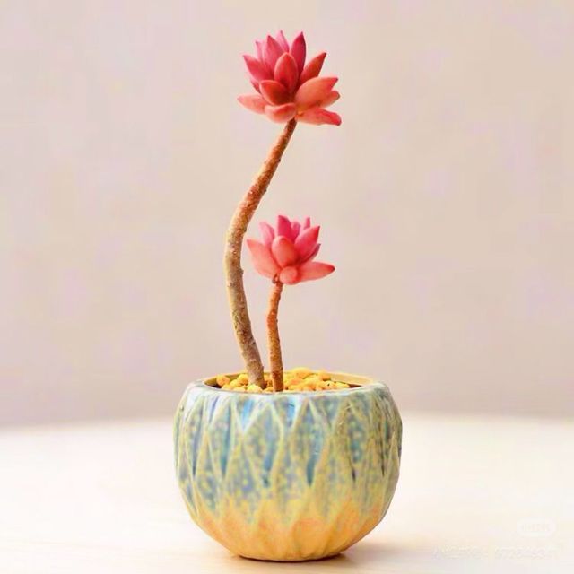 多肉植物，你为何如此迷人？