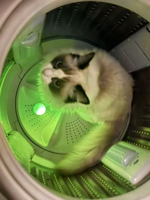 一个球配上滚筒洗衣机就是猫咪的迪厅