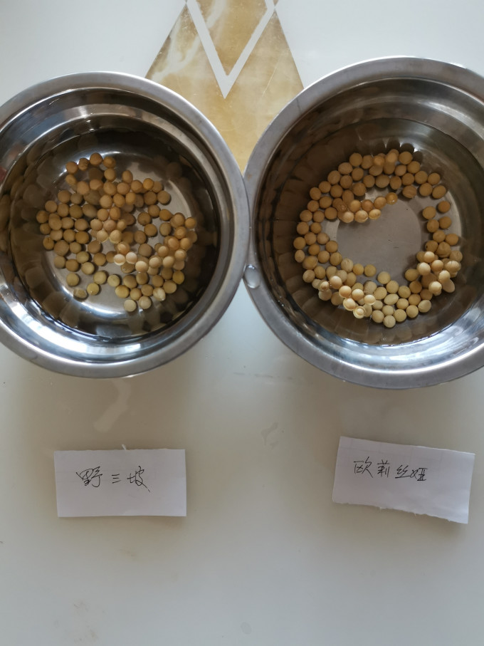 拒马河畔谷物/杂粮/粥米