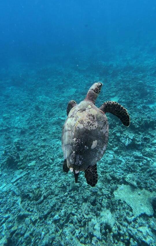 关于马代浮潜，能值半条命的建议