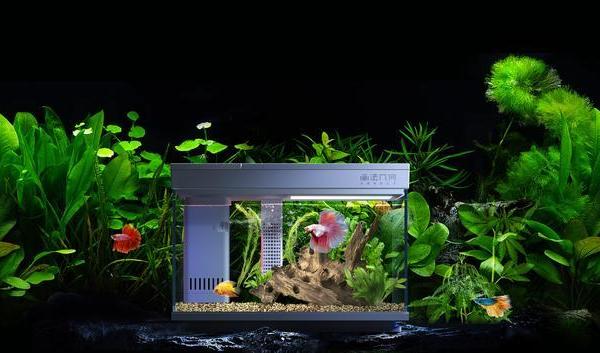 36氪首发｜年销80万台智能鱼缸，「画法几何」获数千万元Pre-A轮融资
