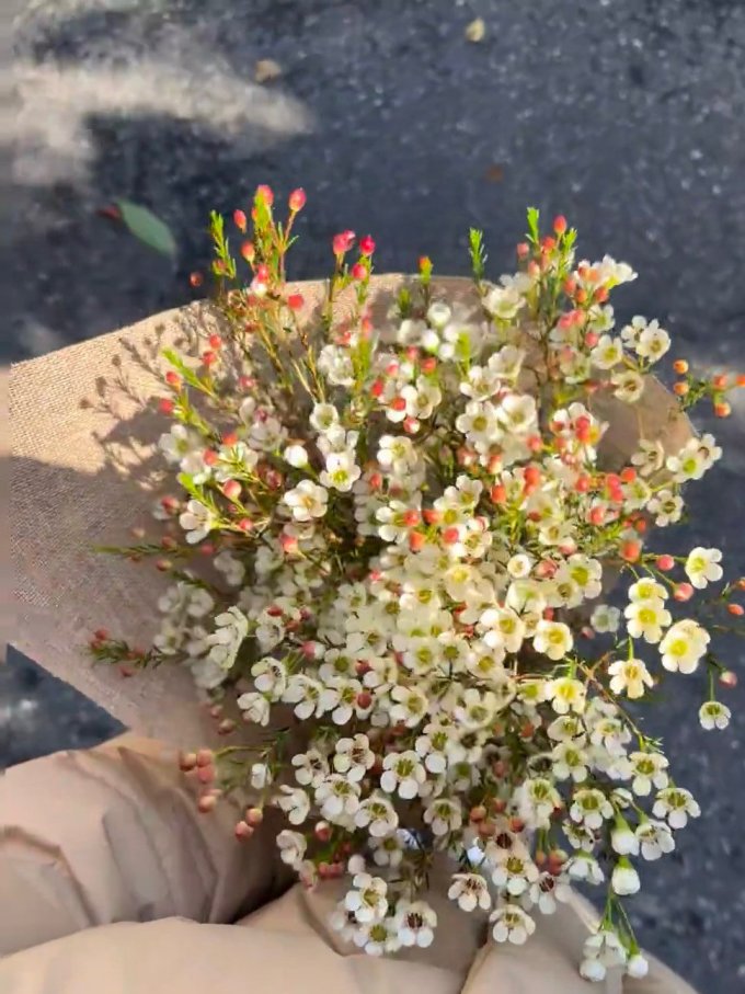 卉轩居鲜花