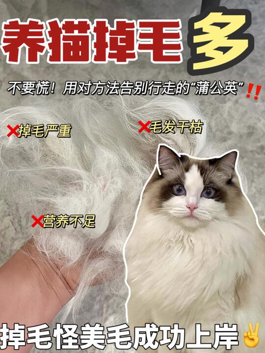 多猫家庭猫毛满天飞！怎么喂养才能美毛？