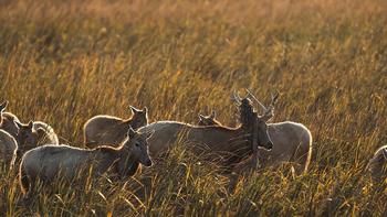 周末往返！包邮区自己的“肯尼亚”，太能藏了！ 