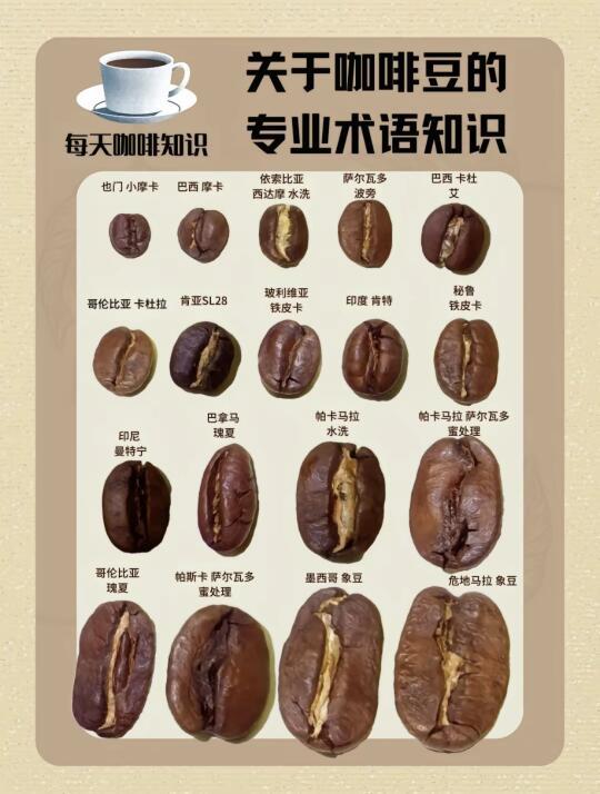 🌟✨【咖啡豆秘境探秘】✨🌟