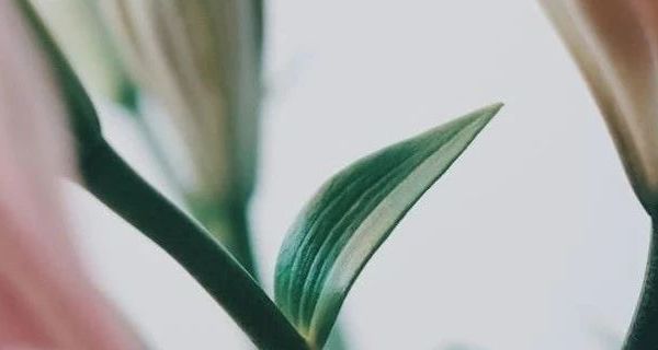 儿童保暖内衣套装选购指南：羊毛蚕丝加厚款推荐