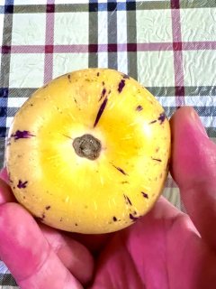 现在这个季节是吃人参果的季节了吗？
