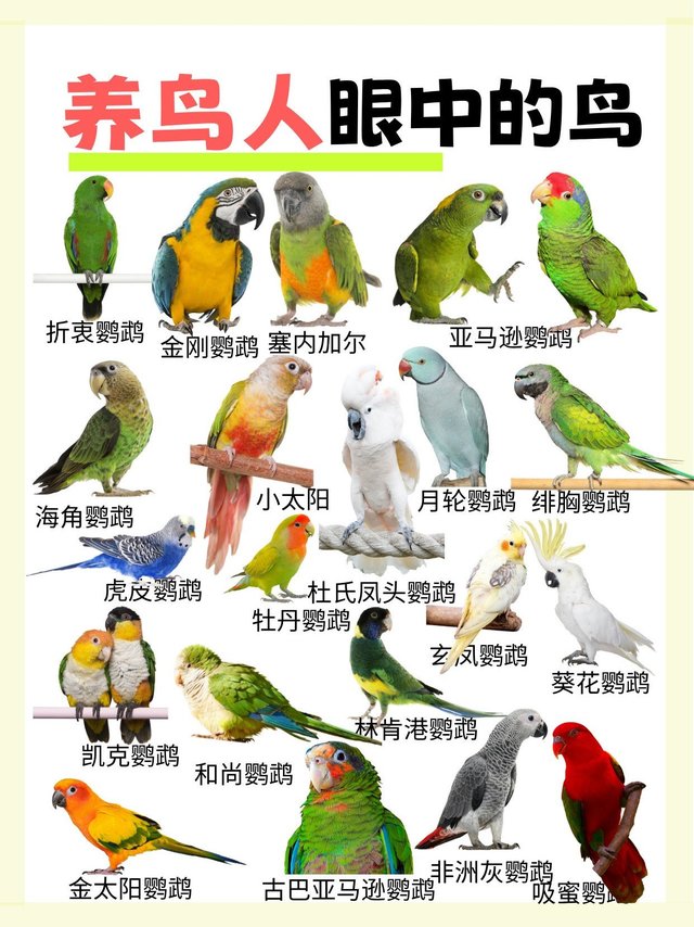 养鸟人看鹦鹉VS不养鸟人看鹦鹉