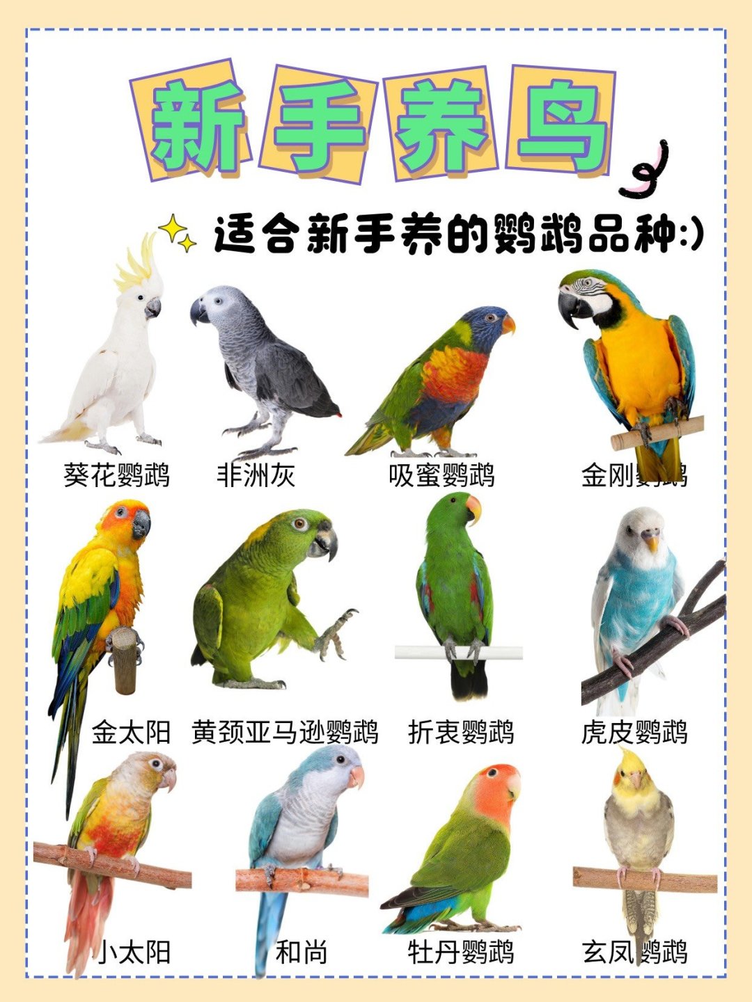 常见鹦鹉品种大全｜新手适合养什么鹦鹉？_什么值得买