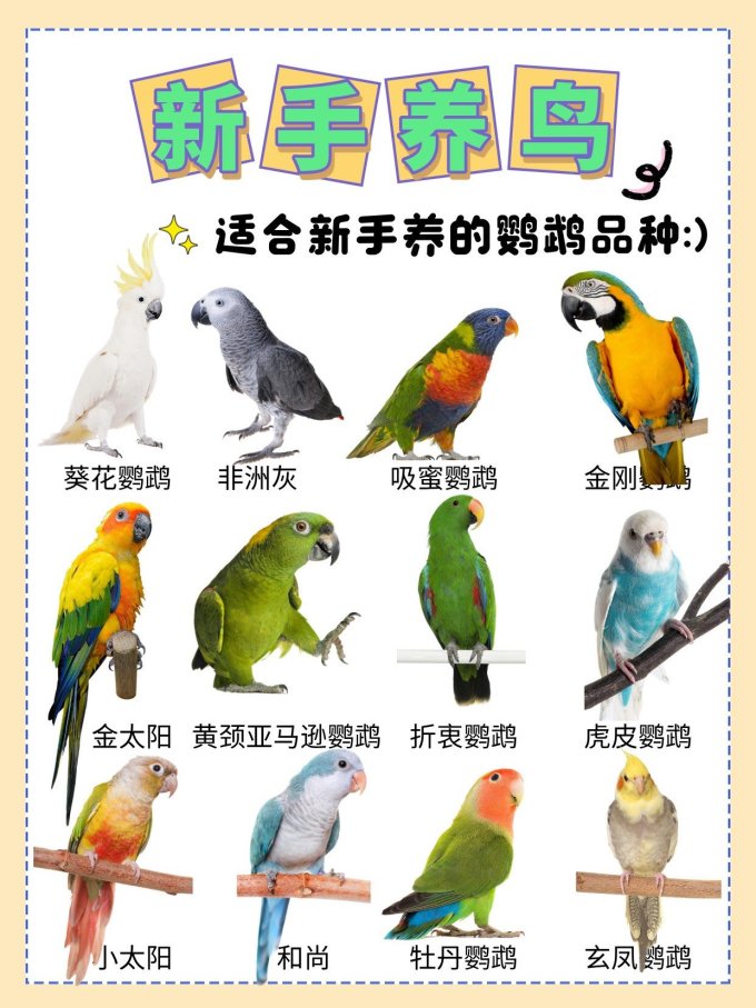 常见鹦鹉品种大全新手适合养什么鹦鹉