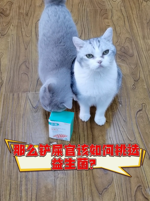 猫咪肠胃敏感？赶紧拿出来囤的益生菌！