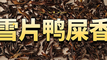 “醇不过春茶，香不过雪片”，新希雪片鸭屎香凤凰单丛测