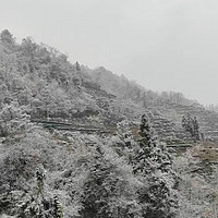 位于三峡坝上的萧氏茶山，已经迎来了2024年的第一场雪