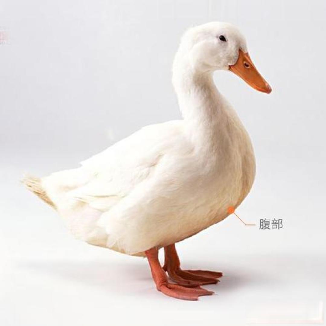 羽绒服挑选攻略:关键要素详解及品牌推荐