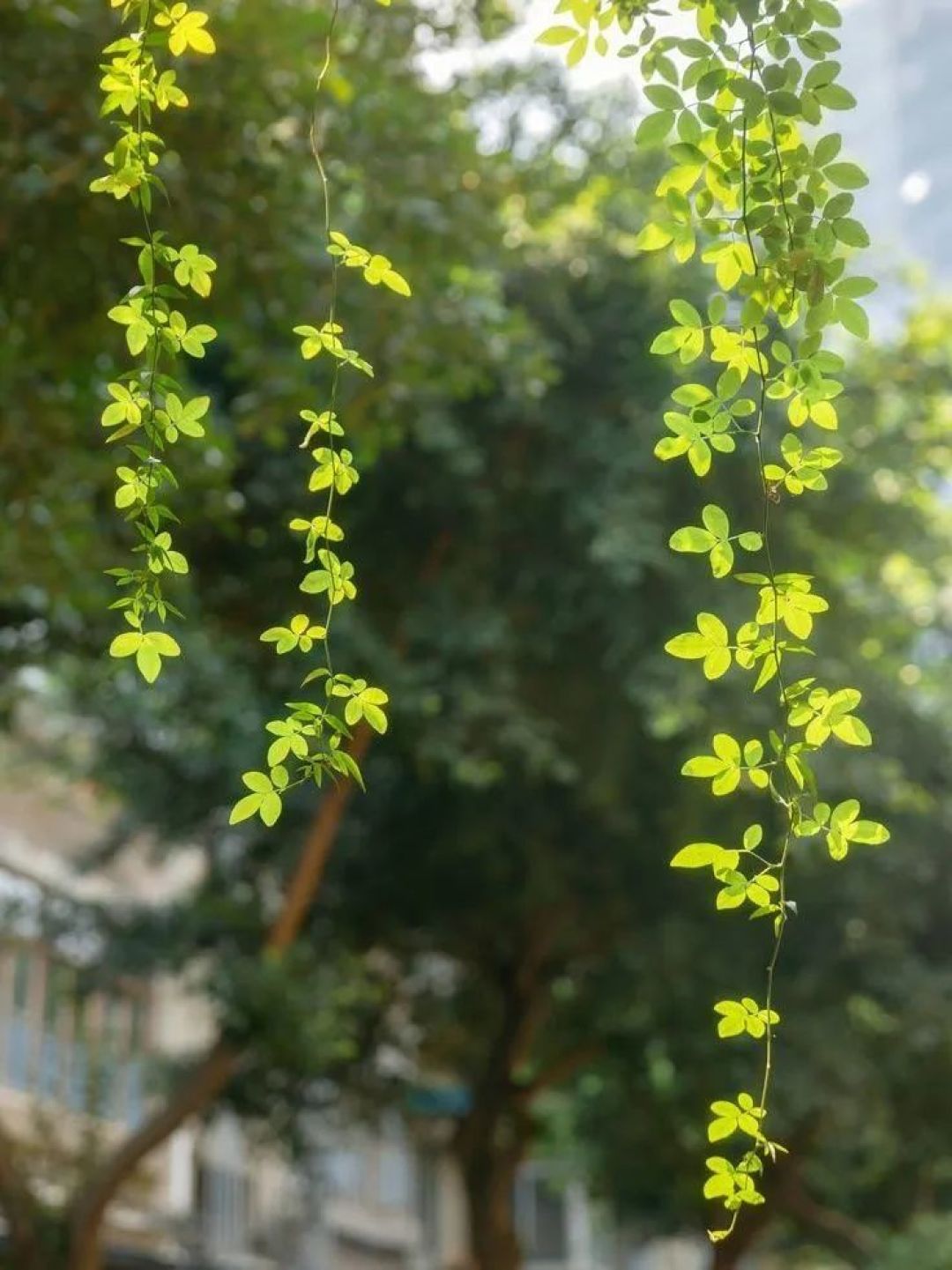 寻香 | 春日限定穿香指南