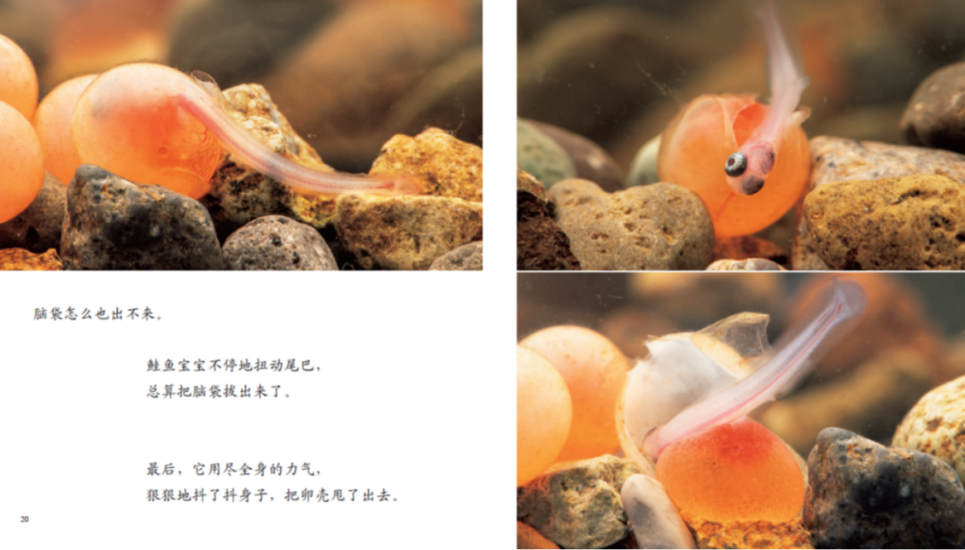 众多凯迪克奖、《纽约时报》得主出新作!